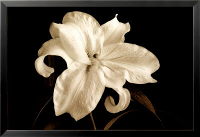 Casablanca Lilium by Sondra Wampler Pricing Limited Edition Print image