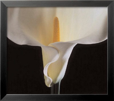 Calla Lily, 1988 by Robert Mapplethorpe Pricing Limited Edition Print image