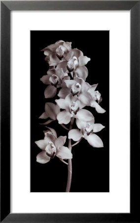 Orchid by Angelos Zimaras Pricing Limited Edition Print image