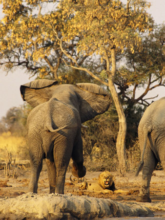 Bull Elephant Tries To Scare Off A Lion From A Water Hole by Beverly Joubert Pricing Limited Edition Print image