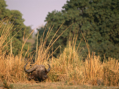 A Cape Buffalo In Tall Grass by Beverly Joubert Pricing Limited Edition Print image