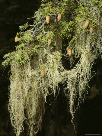 The Branch Of A Fir Tree Draped With Witchs Hair Lichens by Stephen Sharnoff Pricing Limited Edition Print image