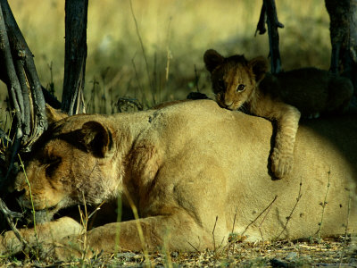 An African Lion Cub Is Allowed To Play On Its Mothers Back by Beverly Joubert Pricing Limited Edition Print image