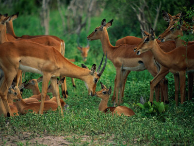 A Group Of Impala With Their Young by Beverly Joubert Pricing Limited Edition Print image