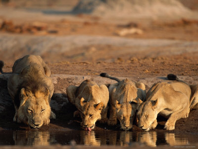 African Lions Satisfy Their Thirst At Water Hole On The Savanna by Beverly Joubert Pricing Limited Edition Print image