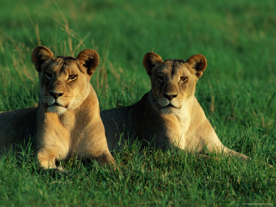 A Pair Of Female African Lions by Beverly Joubert Pricing Limited Edition Print image