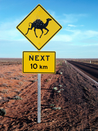 Outback Roadsign Advising Of Camels On Stuart Highway Near Coober Pedy, Australia by David Curl Pricing Limited Edition Print image