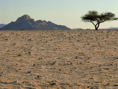 Gravel Plains Of Namib Desert, Namibia by Michael Fogden Pricing Limited Edition Print image