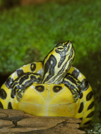 Yellow-Bellied Slider, S.E. Virginia To N. Florida by Brian Kenney Pricing Limited Edition Print image