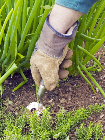 Gardener Weeding With Handfork In Garden by Geoff Kidd Pricing Limited Edition Print image