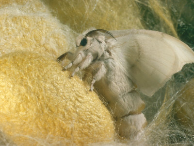 Silk Moth, Having Emerged From Cocoon With Wings Expanded by Oxford Scientific Pricing Limited Edition Print image