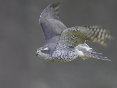 Goshawk, Adult In Flight, Scotland by Mark Hamblin Pricing Limited Edition Print image