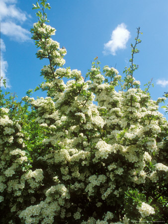 Hawthorn, Blossom In Spring by David Boag Pricing Limited Edition Print image