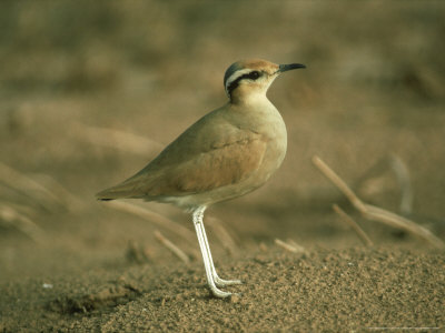 Cream-Coloured Courser, Yotvata, Israel by David M. Cottridge Pricing Limited Edition Print image