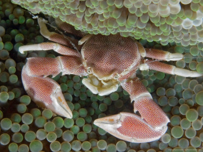 Porcelain Crab On Anemone, Malaysia by David B. Fleetham Pricing Limited Edition Print image