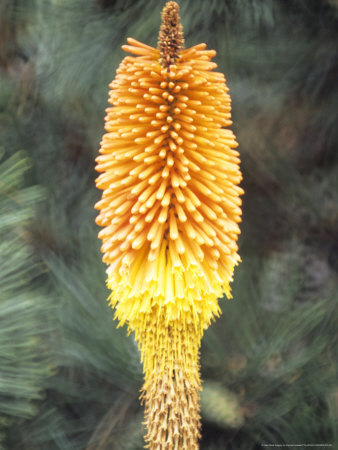 Kniphofia Uvaria Nobilis (Red Hot Poker) by Hemant Jariwala Pricing Limited Edition Print image