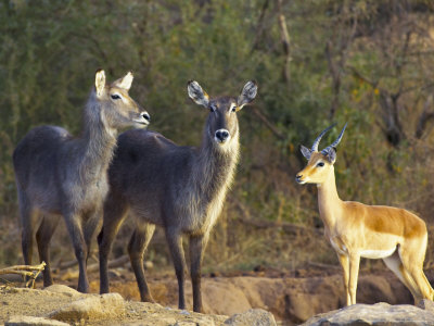 Waterbuck And Impala (Aepyceros Melampus Melampus), Northern Tuli Game Reserve, Botswana by Roger De La Harpe Pricing Limited Edition Print image