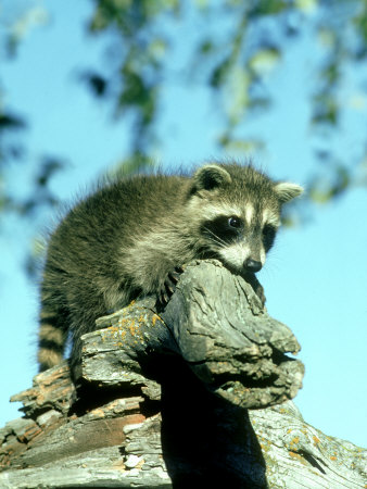 Raccoon, Procyon Lotor Montana by Alan And Sandy Carey Pricing Limited Edition Print image