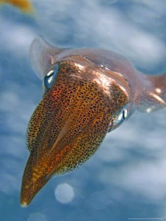 Oval Squid, Male, Hawaii by David B. Fleetham Pricing Limited Edition Print image