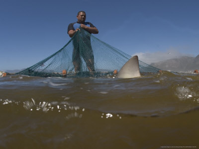 Fisherman With Copper Shark, Caught In Beach Seine Net, South Africa, Atlantic Ocean by Chris And Monique Fallows Pricing Limited Edition Print image