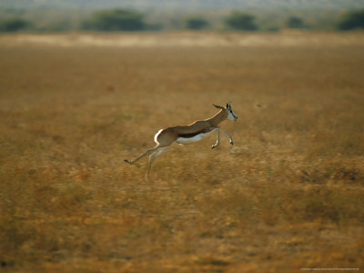 Springbok, Leaping, Namibia by Patricio Robles Gil Pricing Limited Edition Print image
