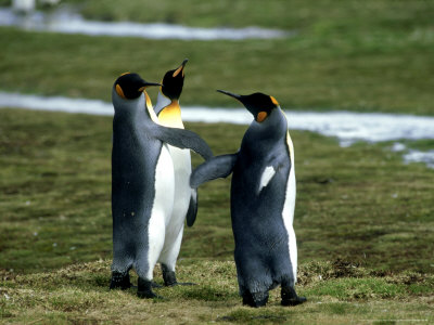 King Penguins, Standing, South Georgia Islands by Patricio Robles Gil Pricing Limited Edition Print image