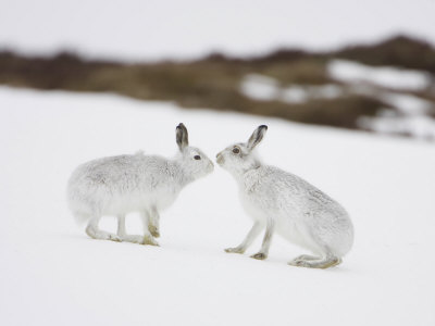 Mountain Hare, Two Adults Greeting Each Other, Scotland by Mark Hamblin Pricing Limited Edition Print image