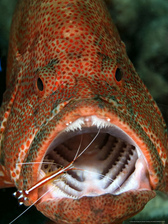 Cleaner Shrimp, With Coral Grouper, Malaysia by David B. Fleetham Pricing Limited Edition Print image