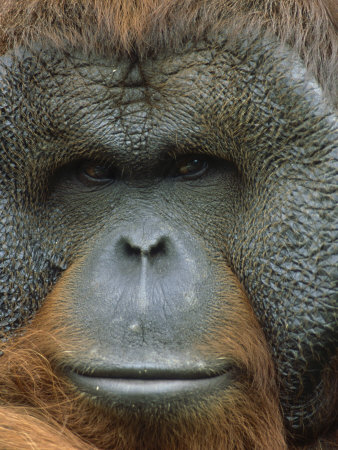 Orangutan, Pongo Pygmaeus, Endangered Species, Native Borneo & Sumatra by Brian Kenney Pricing Limited Edition Print image