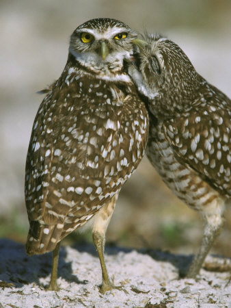 Burrowing Owlspeotyto Cuniculariacourtship, Allopreeningflorida by Brian Kenney Pricing Limited Edition Print image