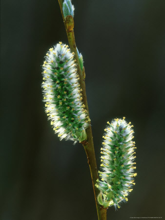 Willow, Catkins Backlit, Estonia by Niall Benvie Pricing Limited Edition Print image
