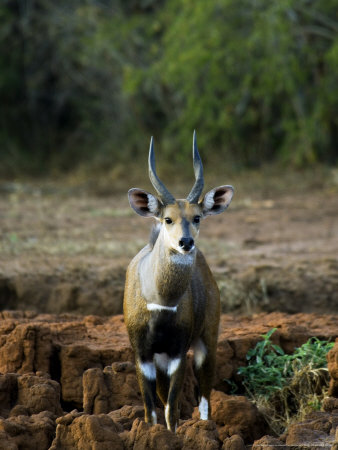 Bushbuck, Male, Rwanda by Ariadne Van Zandbergen Pricing Limited Edition Print image