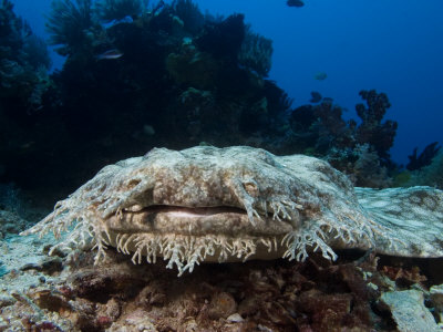 Tasselled Wobbegong, Indonesia by David B. Fleetham Pricing Limited Edition Print image