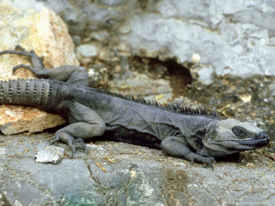 Black Iguana, Lying, Mexico by Patricio Robles Gil Pricing Limited Edition Print image