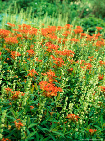 Euphorbia Griffithii (Fireglow) And Tellima Grandiflora (Fringe Cups), Perennial by Pernilla Bergdahl Pricing Limited Edition Print image