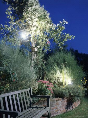 Garden Lighting At Night Trees Shrubs And Raised Bed With Wooden Bench by Bob Challinor Pricing Limited Edition Print image