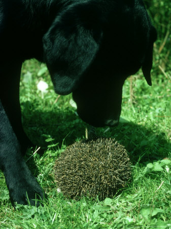 Hedgehog, Dog Investigating Hedgehog by Oxford Scientific Pricing Limited Edition Print image