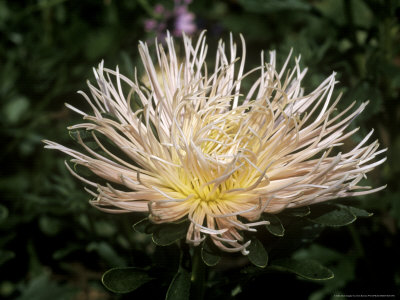 Aster (Florette Champagne) Close-Up Of Flower by Chris Burrows Pricing Limited Edition Print image