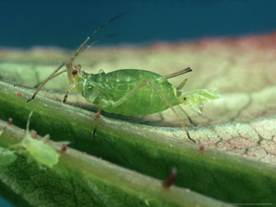 Rose Aphid, Uk by Oxford Scientific Pricing Limited Edition Print image