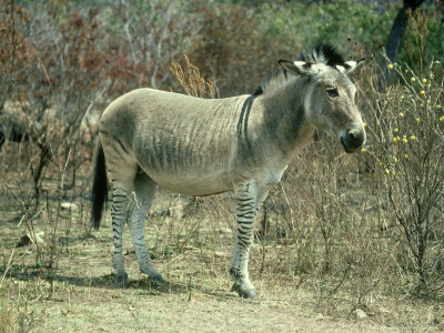 Zonkey, Equus Species Sterile Zebra - Donkey Hybrid by Derek Bromhall Pricing Limited Edition Print image