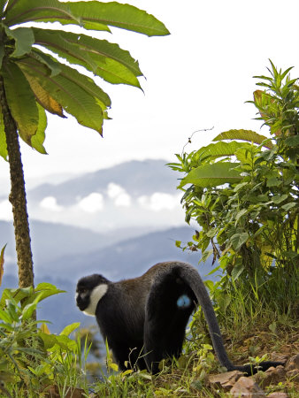 Lhoests Guenon Or Lhoests Monkey In Habitat, Rwanda by Ariadne Van Zandbergen Pricing Limited Edition Print image