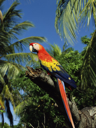 Scarlet Macaw On Branch by Andy Rouse Pricing Limited Edition Print image