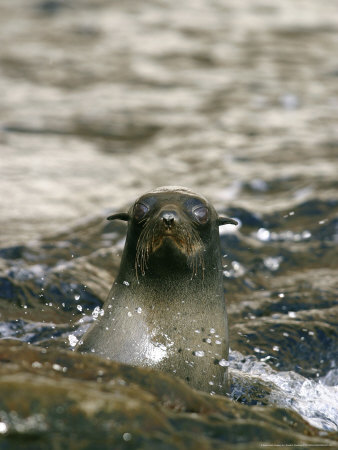 Guadalupe Fur Seals, Guadalupe Island, Mexico by David B. Fleetham Pricing Limited Edition Print image