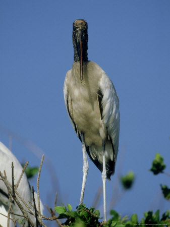 Wood Stork, Adult, Florida by Brian Kenney Pricing Limited Edition Print image