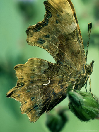 Comma Butterfly, Oxon, Uk by Oxford Scientific Pricing Limited Edition Print image