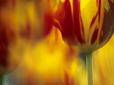 Tulipa Prince Carnival (Tulip), Close-Up Of A Yellow Bicolour Flower by Hemant Jariwala Pricing Limited Edition Print image