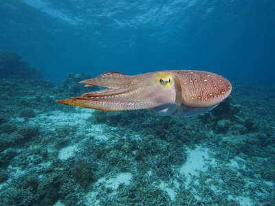 Common Cuttlefish, Palau, Micronesia by David B. Fleetham Pricing Limited Edition Print image