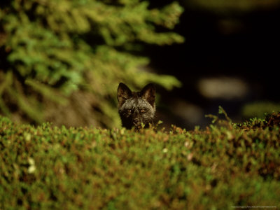 Red Fox, Head, Canada by Patricio Robles Gil Pricing Limited Edition Print image