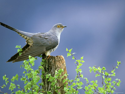 Cuckoo, Perched On Post, Scotland by Mark Hamblin Pricing Limited Edition Print image