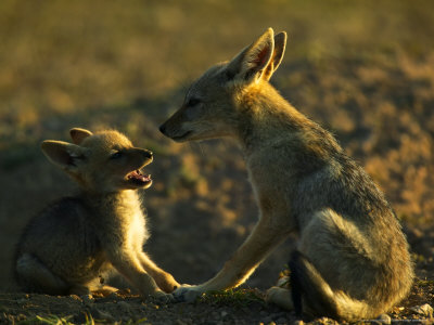 Black-Backed Jackal, Pups Playing At Den, Mashatu Game Reserve, Botswana by Roger De La Harpe Pricing Limited Edition Print image